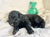 AKC Long Haired - Inkwell, a male German Shepherd Dog for sale in Cadott, WI – 4 of 9