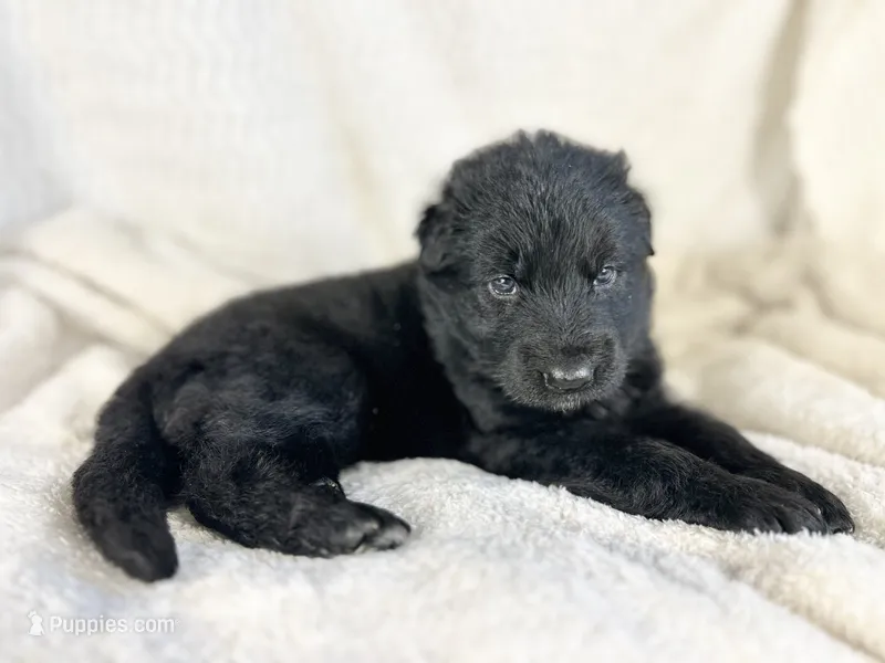 AKC - Long Haired Maebel – German Shepherd Dog puppy for sale in Cadott, WI