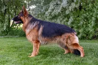 AKC Long Haired - Thimble, a male German Shepherd Dog for sale in Cadott, WI – 7 of 7