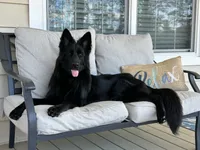 AKC Long Haired - Thimble, a male German Shepherd Dog for sale in Cadott, WI – 6 of 7