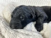 AKC Long Haired - Bandit, a male German Shepherd Dog for sale in Cadott, WI – 2 of 4