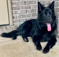 AKC Long Haired - Inkwell, a male German Shepherd Dog for sale in Cadott, WI – 6 of 9