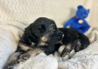AKC Long Haired - Thimble, a male German Shepherd Dog for sale in Cadott, WI – 3 of 7