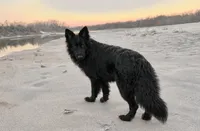 AKC - Long Haired Maebel, a female German Shepherd Dog for sale in Cadott, WI – 3 of 9