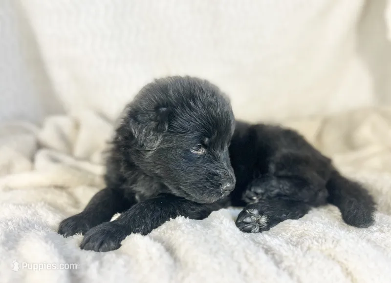 AKC Long Haired - Nebel – German Shepherd Dog puppy for sale in Cadott, WI