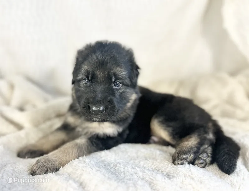 AKC Long Haired - Thimble – German Shepherd Dog puppy for sale in Cadott, WI