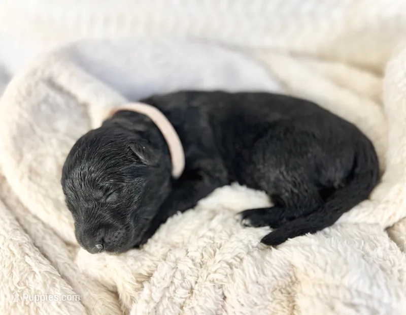 AKC - Long Haired Maebel – German Shepherd Dog puppy for sale in Cadott, WI
