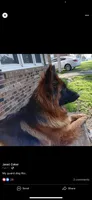 AKC Long Haired - Inkwell, a male German Shepherd Dog for sale in Cadott, WI – 8 of 9