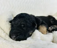 AKC Long Haired - Thor, a male German Shepherd Dog for sale in Cadott, WI – 2 of 4