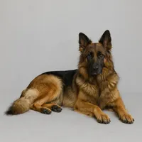 AKC Long Haired - Thor, a male German Shepherd Dog for sale in Cadott, WI – 3 of 4