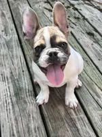 Linus, a male French Bulldog for sale in Mansfield, OH – Photo 1 of 5