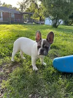 Linus, a male French Bulldog for sale in Mansfield, OH – Photo 4 of 5
