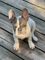 Linus, a male French Bulldog for sale in Mansfield, OH – Photo 5 of 5