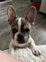 Linus, a male French Bulldog for sale in Mansfield, OH – Photo 2 of 5