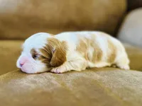 AKC Champ Girl 3, a female Cavalier King Charles Spaniel for sale in Waco, TX – 2 of 4