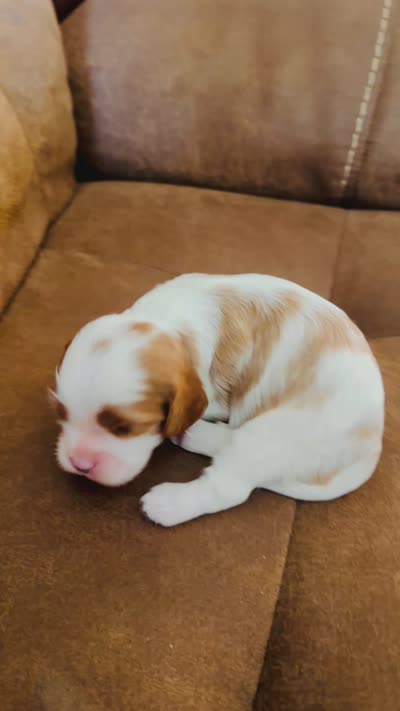 AKC Champ Girl 3, a female Cavalier King Charles Spaniel for sale in Waco, TX – 4 of 4