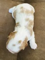 AKC Champ Girl 3, a female Cavalier King Charles Spaniel for sale in Waco, TX – 3 of 4