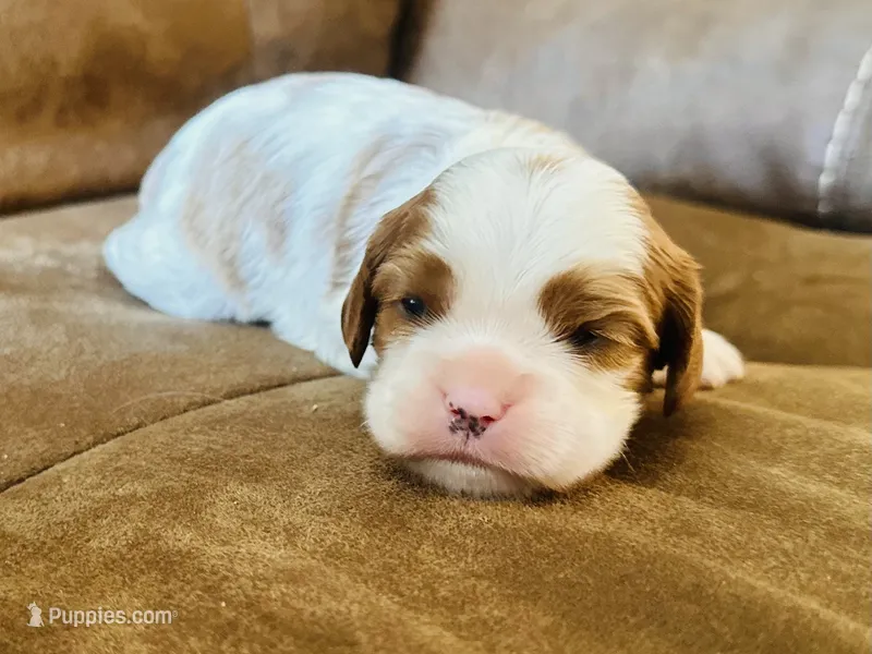 AKC Champ Girl 3 – Cavalier King Charles Spaniel puppy for sale in Waco, TX