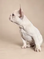 Ghost , a male French Bulldog for sale in Miami, FL – 3 of 5