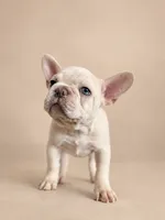 Ghost , a male French Bulldog for sale in Miami, FL – 4 of 5