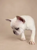Ghost , a male French Bulldog for sale in Miami, FL – 5 of 5