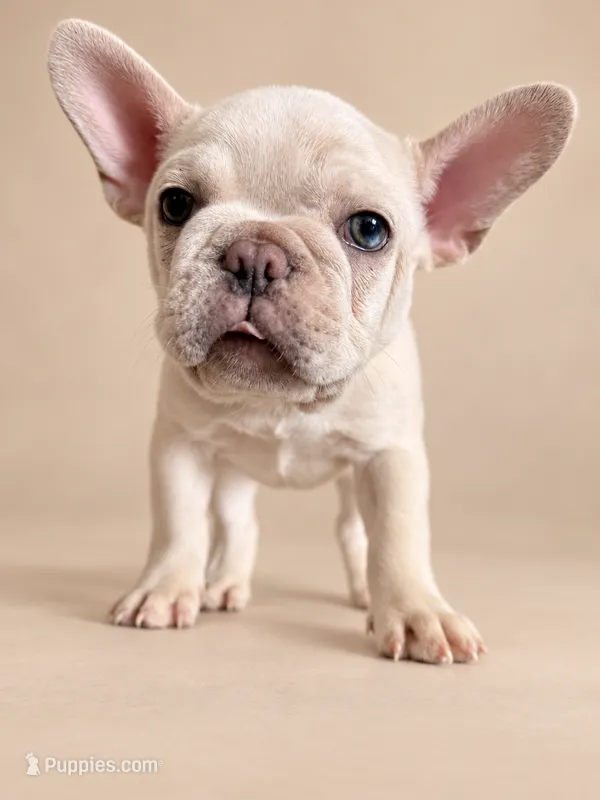 Ghost  – French Bulldog puppy for sale in Miami, FL