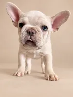 Ghost , a male French Bulldog for sale in Miami, FL – 1 of 5
