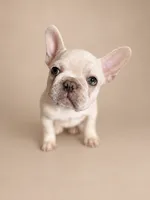 Ghost , a male French Bulldog for sale in Miami, FL – 2 of 5