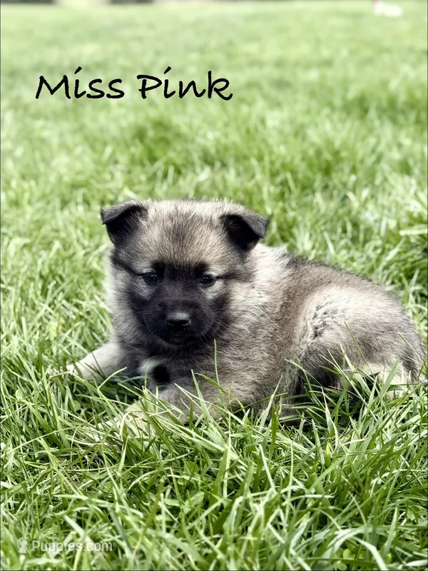 Miss Pink – Norwegian Elkhound puppy for sale in Clarkson, KY