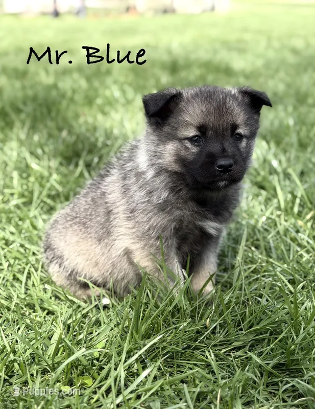Mr. Blue – Norwegian Elkhound puppy for sale in Clarkson, KY