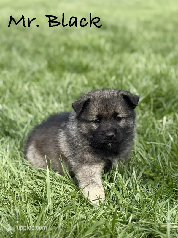 Mr. Black – Norwegian Elkhound puppy for sale in Clarkson, KY