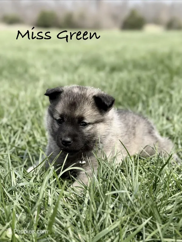 Miss Green – Norwegian Elkhound puppy for sale in Clarkson, KY