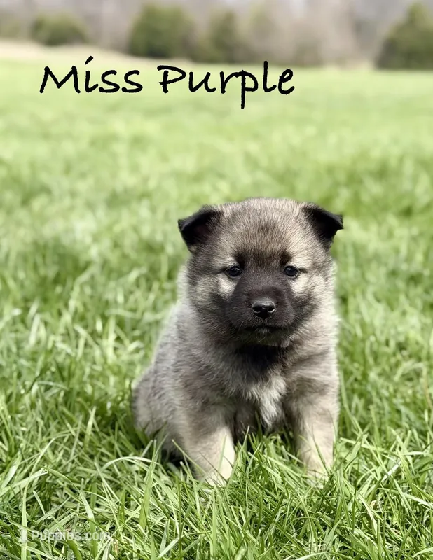 Miss Purple – Norwegian Elkhound puppy for sale in Clarkson, KY