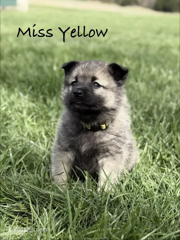Miss Yellow – Norwegian Elkhound puppy for sale in Clarkson, KY