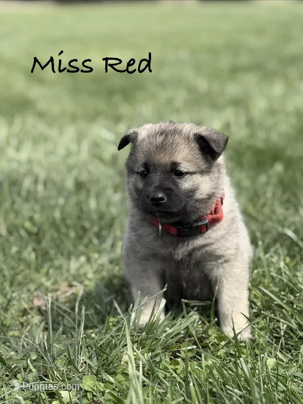 Miss Red – Norwegian Elkhound puppy for sale in Clarkson, KY
