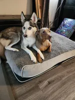 Golden boy, a male Siberian Husky and Miniature Pinscher for sale in Glen Burnie, MD – Photo 9 of 10