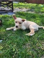 Golden boy, a male Siberian Husky and Miniature Pinscher for sale in Glen Burnie, MD – Photo 6 of 10