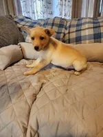 Golden boy, a male Siberian Husky and Miniature Pinscher for sale in Glen Burnie, MD – Photo 4 of 10