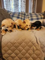 Golden boy, a male Siberian Husky and Miniature Pinscher for sale in Glen Burnie, MD – Photo 10 of 10