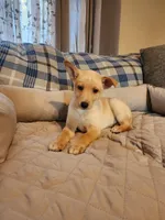 Golden boy, a male Siberian Husky and Miniature Pinscher for sale in Glen Burnie, MD – Photo 2 of 10