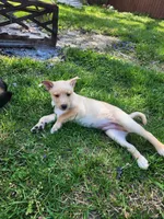 Golden boy, a male Siberian Husky and Miniature Pinscher for sale in Glen Burnie, MD – Photo 7 of 10