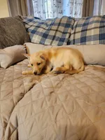 Golden boy, a male Siberian Husky and Miniature Pinscher for sale in Glen Burnie, MD – Photo 5 of 10