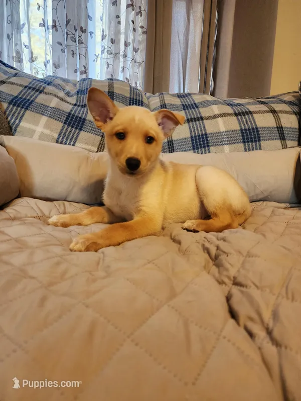 Golden boy – Siberian Husky, Miniature Pinscher puppy for sale in Glen Burnie, MD