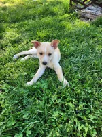 Gloden girl, a male Siberian Husky and Miniature Pinscher for sale in Glen Burnie, MD – Photo 8 of 10