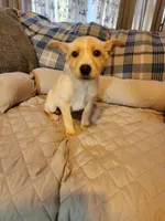 Gloden girl, a male Siberian Husky and Miniature Pinscher for sale in Glen Burnie, MD – Photo 2 of 10