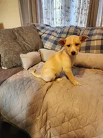 Gloden girl, a male Siberian Husky and Miniature Pinscher for sale in Glen Burnie, MD – Photo 6 of 10