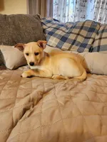 Gloden girl, a male Siberian Husky and Miniature Pinscher for sale in Glen Burnie, MD – Photo 4 of 10