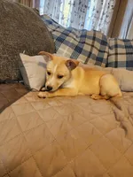 Gloden girl, a male Siberian Husky and Miniature Pinscher for sale in Glen Burnie, MD – Photo 3 of 10