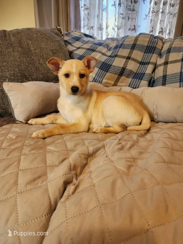 Gloden girl – Siberian Husky, Miniature Pinscher puppy for sale in Glen Burnie, MD