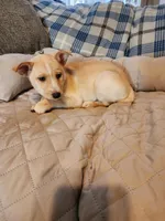 Gloden girl, a male Siberian Husky and Miniature Pinscher for sale in Glen Burnie, MD – Photo 5 of 10